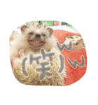 ハリ坊とおもち（個別スタンプ：16）