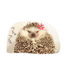 ハリ坊とおもち（個別スタンプ：17）