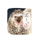 ハリ坊とおもち（個別スタンプ：24）