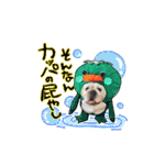 僕 かぶくんやで！（個別スタンプ：6）