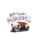 僕 かぶくんやで！（個別スタンプ：16）