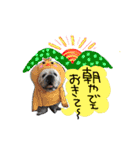 僕 かぶくんやで！（個別スタンプ：17）
