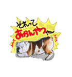 僕 かぶくんやで！（個別スタンプ：19）