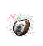 僕 かぶくんやで！（個別スタンプ：23）