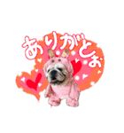 僕 かぶくんやで！（個別スタンプ：24）