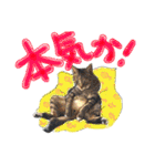 僕 かぶくんやで！（個別スタンプ：31）