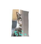 トラ子です(笑)（個別スタンプ：1）