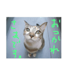 トラ子です(笑)（個別スタンプ：2）