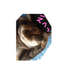 トラ子です(笑)（個別スタンプ：5）