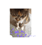 トラ子です(笑)（個別スタンプ：6）