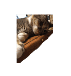 トラ子です(笑)（個別スタンプ：7）
