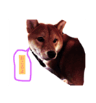 可愛いうちの子 空（個別スタンプ：5）
