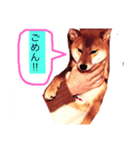 可愛いうちの子 空（個別スタンプ：9）