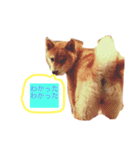 可愛いうちの子 空（個別スタンプ：10）