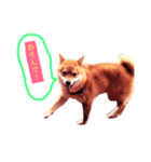 可愛いうちの子 空（個別スタンプ：11）
