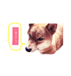可愛いうちの子 空（個別スタンプ：13）