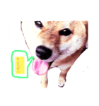 可愛いうちの子 空（個別スタンプ：14）