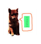 可愛いうちの子 空（個別スタンプ：15）