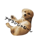 阿部さんちのわんこさん（個別スタンプ：4）