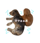 阿部さんちのわんこさん（個別スタンプ：5）