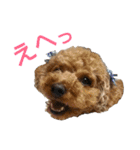 トイプードル♥テリィーとルビー（個別スタンプ：2）