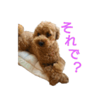 トイプードル♥テリィーとルビー（個別スタンプ：8）