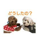 トイプードル♥テリィーとルビー（個別スタンプ：9）