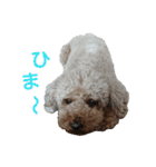 トイプードル♥テリィーとルビー（個別スタンプ：11）