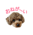 トイプードル♥テリィーとルビー（個別スタンプ：26）