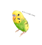 荒ぶるインコ（個別スタンプ：1）