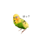 荒ぶるインコ（個別スタンプ：2）
