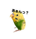 荒ぶるインコ（個別スタンプ：3）