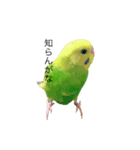 荒ぶるインコ（個別スタンプ：6）