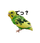 荒ぶるインコ（個別スタンプ：7）
