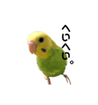 荒ぶるインコ（個別スタンプ：8）