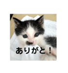 リンとモモ（個別スタンプ：9）