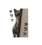 リンとモモ（個別スタンプ：23）