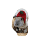 うさぎのキョロちゃん（個別スタンプ：1）