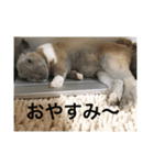 うさぎのキョロちゃん（個別スタンプ：2）