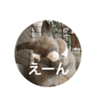 うさぎのキョロちゃん（個別スタンプ：3）