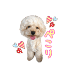 笑顔になれるわんこ達♪ 「毎日使える編」（個別スタンプ：4）