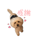 笑顔になれるわんこ達♪ 「毎日使える編」（個別スタンプ：5）