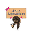 笑顔になれるわんこ達♪ 「毎日使える編」（個別スタンプ：8）