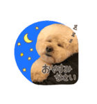 笑顔になれるわんこ達♪ 「毎日使える編」（個別スタンプ：10）