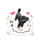 笑顔になれるわんこ達♪ 「毎日使える編」（個別スタンプ：13）