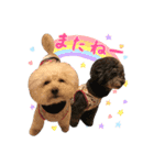 笑顔になれるわんこ達♪ 「毎日使える編」（個別スタンプ：15）