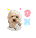 笑顔になれるわんこ達♪ 「毎日使える編」（個別スタンプ：16）