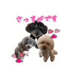 笑顔になれるわんこ達♪ 「毎日使える編」（個別スタンプ：19）