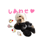 笑顔になれるわんこ達♪ 「毎日使える編」（個別スタンプ：20）