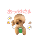 笑顔になれるわんこ達♪ 「毎日使える編」（個別スタンプ：23）